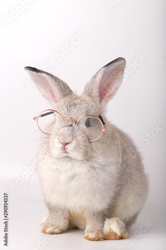Grey rabbit with clear eyeglasses. Baby grey bunny on white background