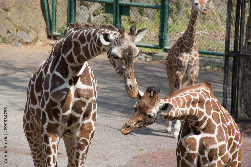 Obraz premium アミメキリン