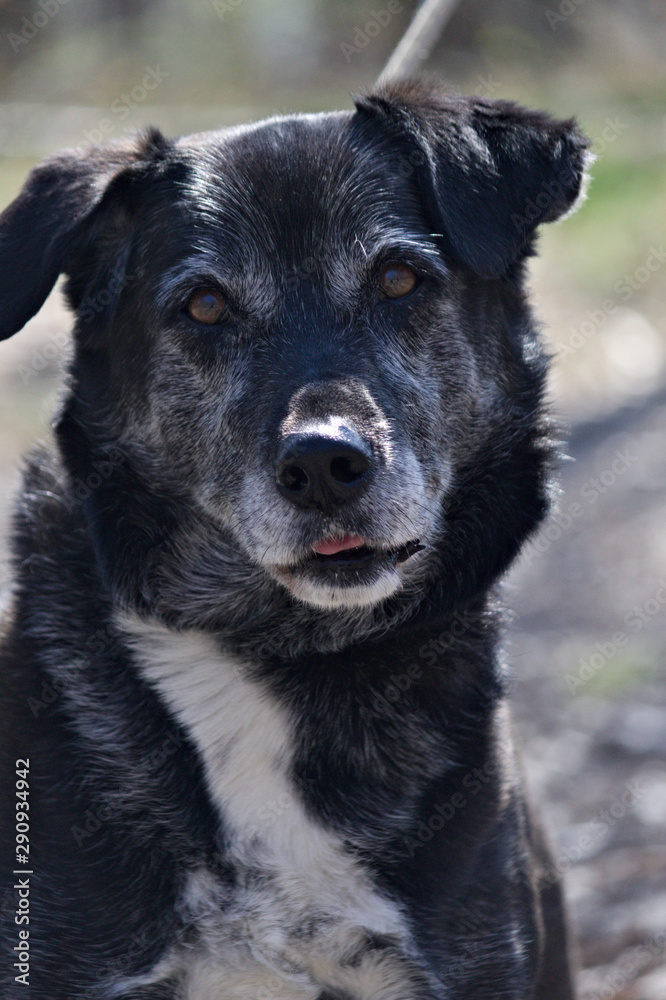 Chien content tenu en laisse