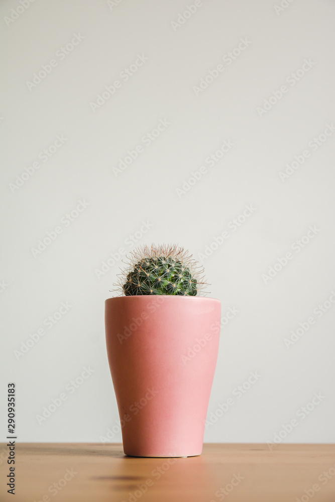 Green cactus houseplant on an office desk Green cactus houseplant on an office desk