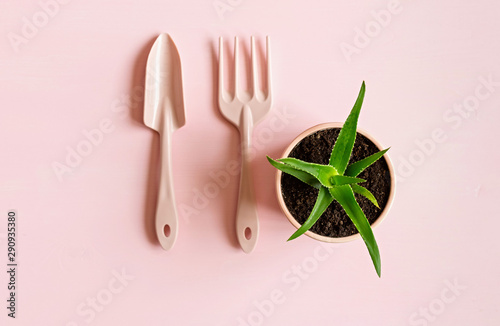 Potted aloe flower. Gardening Tools. Flat lay. Floriculture concept.