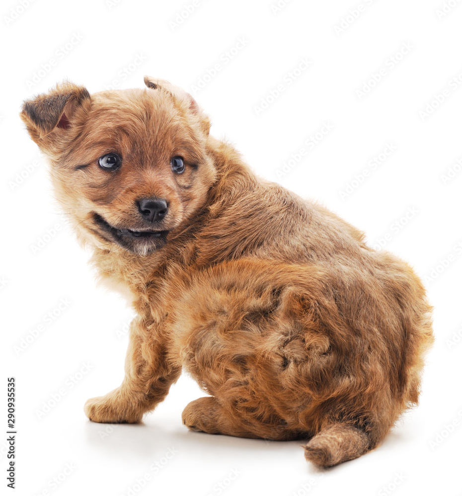 One little dog. One little dog.