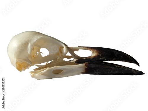 Fényképezés side view of a crow skull with open beak on a white background