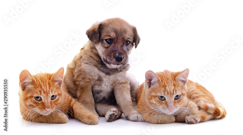 Two cats and dog.