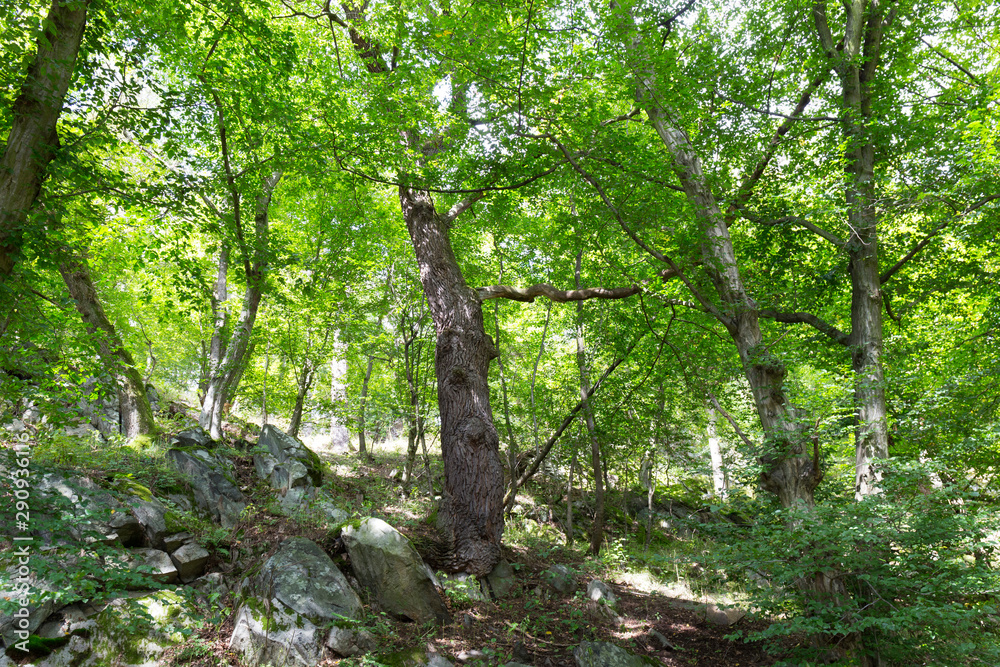 Fototapeta premium Romantic Nature with old big Trees about River Sazava in Central Czech