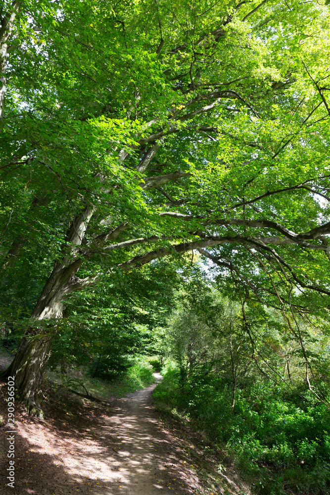 Romantic solitude Path with old big Trees about River Sazava in Central Czech Romantic solitude Path with old big Trees about River Sazava in Central Czech