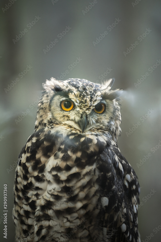 Portrait of curious cat like bird - Cape eagle-owl (Latin: Bubo capensis) looking aside. Estonia, North Europe.