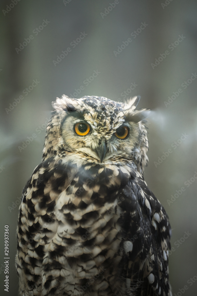 Portrait of curious cat like bird - Cape eagle-owl (Latin: Bubo capensis) looking aside. Estonia, North Europe. Portrait of curious cat like bird - Cape eagle-owl (Latin: Bubo capensis) looking aside. Estonia, North Europe.