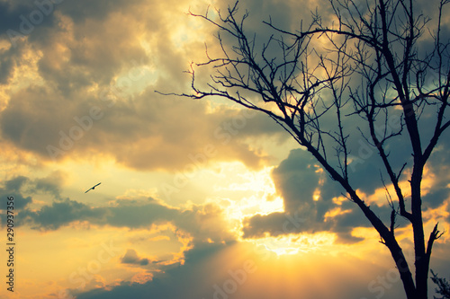 silhouette of tree and bird on the against the sky with colored clouds  sunset scene