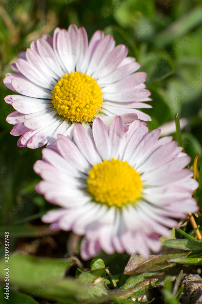 daisies in the garden