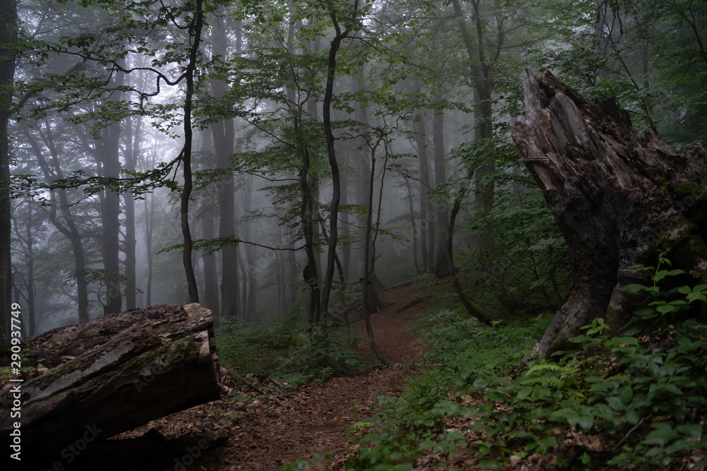 Photo of foggy forest on summer Photo of foggy forest on summer