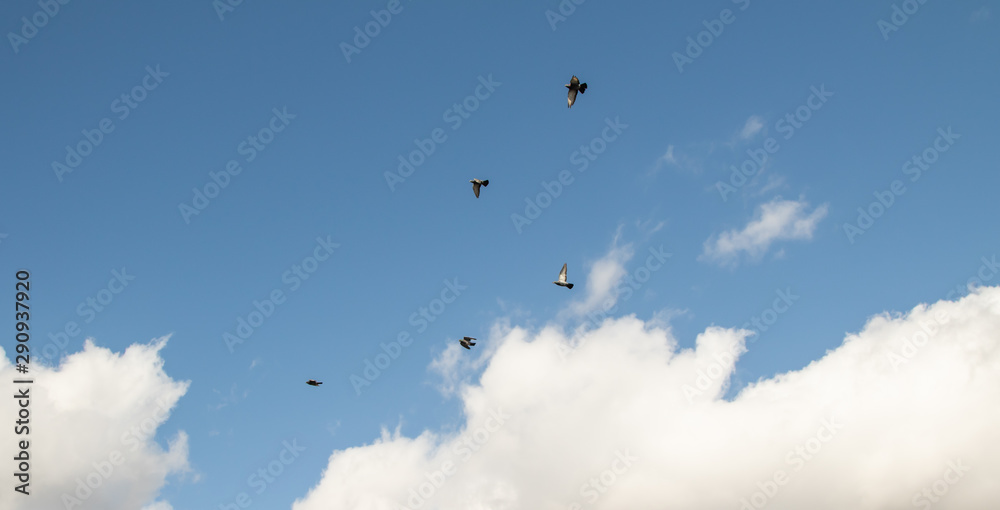 Pigeons fly through the sky. Blue sky with white clouds background.