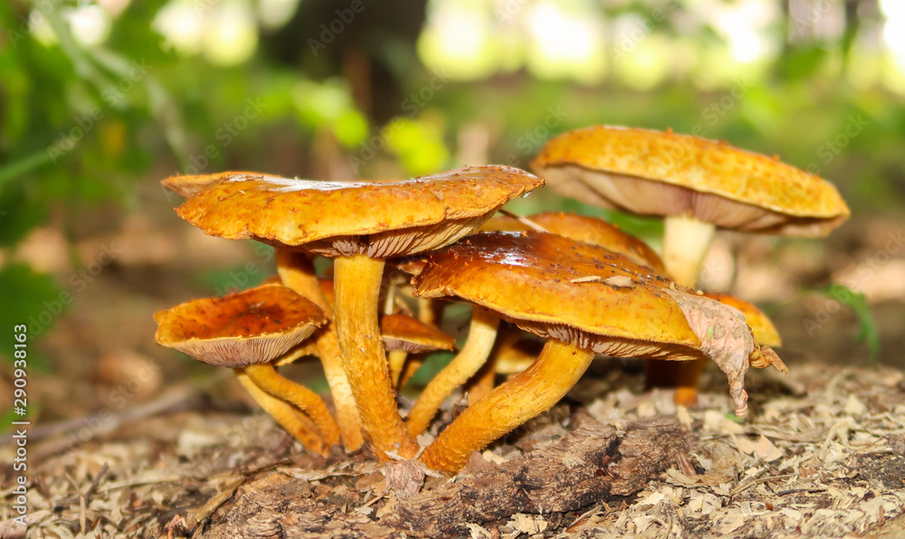 Autumn, mushrooms grow in the forest, close-up. Autumn, mushrooms grow in the forest, close-up.