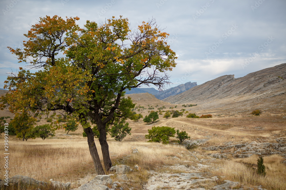 Photo of picturesque mountain area ,tree and cloudy sky Photo of picturesque mountain area ,tree and cloudy sky