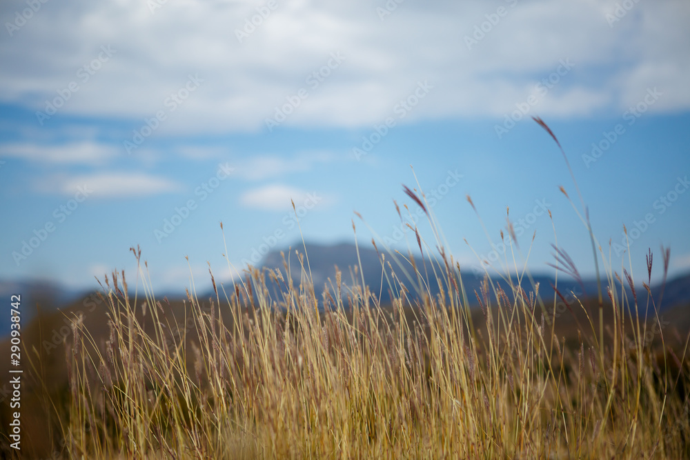 Obraz premium Obraz suchej, żółtej trawy na rozmytym tle