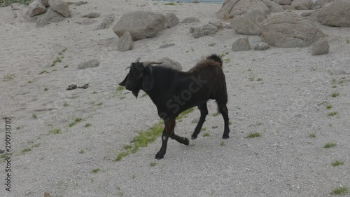 Goat Herd Walking In Mountain.