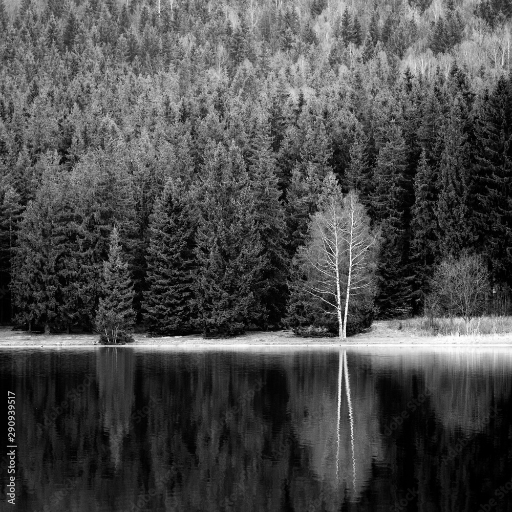 Lake forest mirroring in black and white