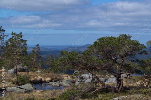 Mountain view with rocks and pine tree