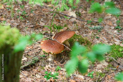 Two porcini mushrooms grow in the grass in forest. This is vegetarian diet food.