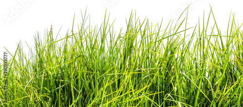 green grass isolated on white background © Unclesam