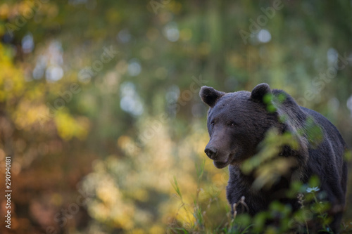 Brown bear in the forest with bookeh in the background © Ádám Fáth
