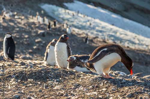 Several gentoo penguins chicks enjoing the sun at the Barrientos Island, Antarctic photo