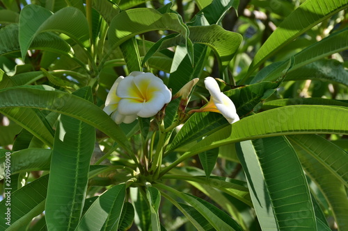 Pomelia. Giardini Reali- Palazzo dei Normanni-Palermo-Sicilia photo