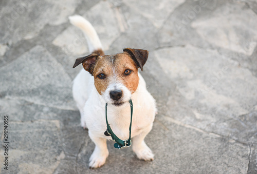 Dog holding in mouth nylon collar begging to go for a walk