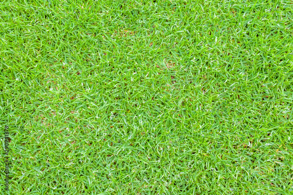 Fototapeta premium grass background, flowering grasses