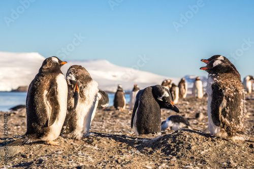 Funny looking gentoo penguins colony enjoing the sunbath and cleaning their fur at the Barrientos Island, Antarctic