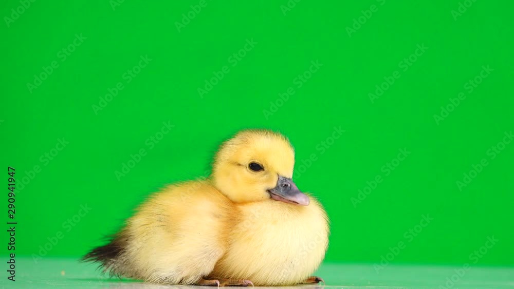 Little duckling is sitting on a green screen. Little duckling is sitting on a green screen.