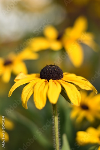 Blühende Rudbeckie (Rudbeckia) photo