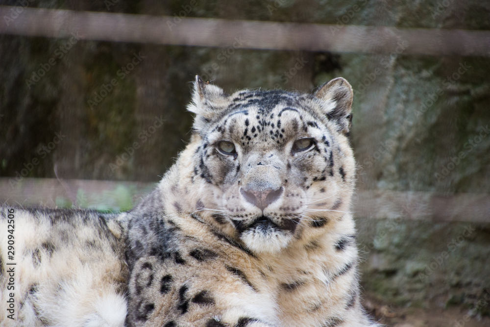 Naklejka premium 雪豹