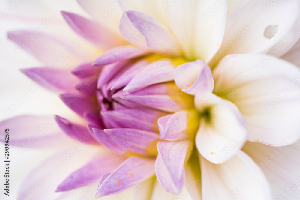 close up white purple dahlia flower