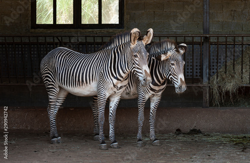 portrait of a couple of zebras in the barn