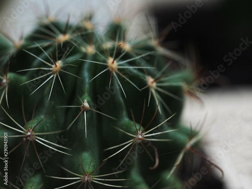 Cactus. Mammillaria scrippsiana
