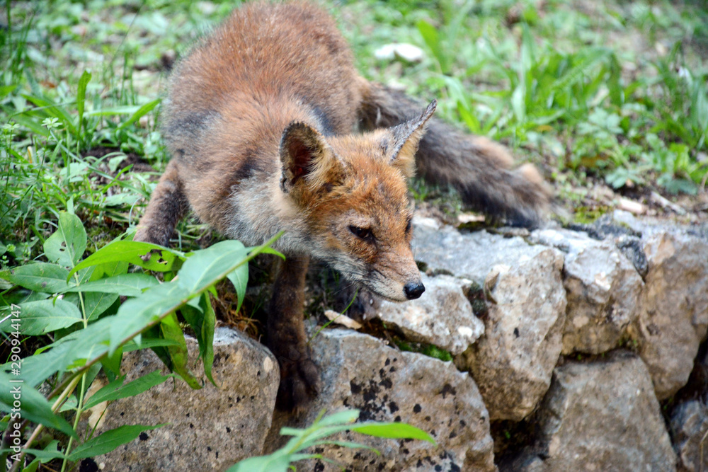 Fototapeta premium Fox in the nature