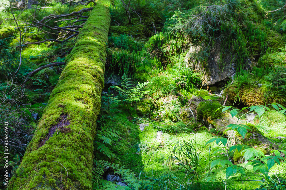 Obraz premium Green old forest with moss and fallen tree