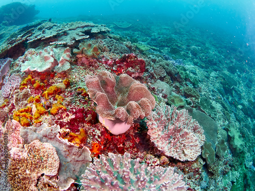 Soft coral reef