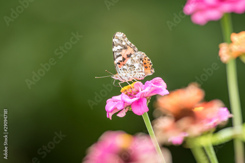 Painted Lady butterfly, Vanessa cardui, on pink zinnia flower