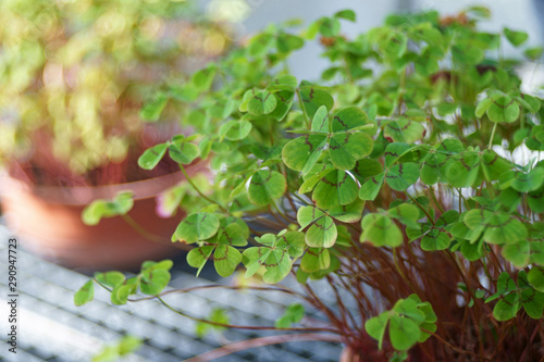 pot with lucky clover plant