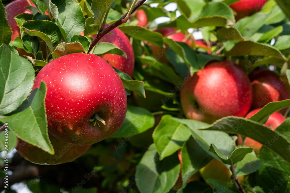 Apple Tree Closeup Apple Tree Closeup