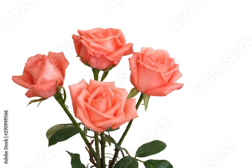 A beautiful bouquet of orange roses blossom with green leaves on white isolated background and copy space