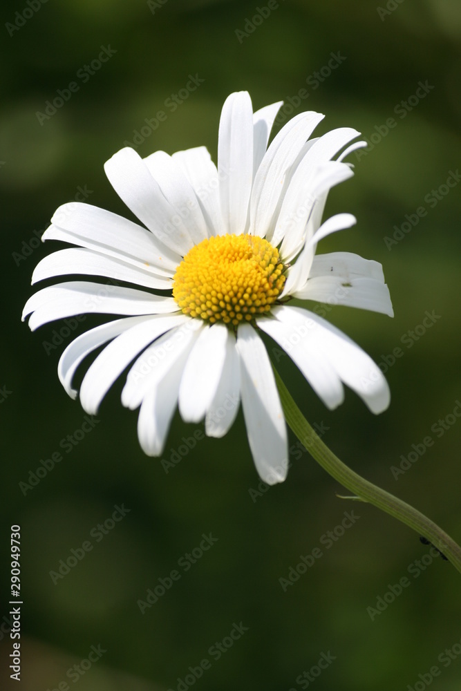 Obraz premium paquerette