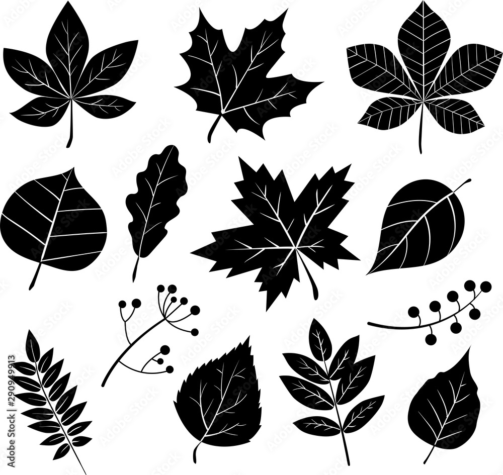 Fototapeta premium Set of vector silhouettes of leaves isolated on a white background.