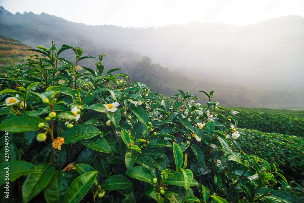 Green tea plantation field morning sunrise with fog - obrazy, fototapety, plakaty 