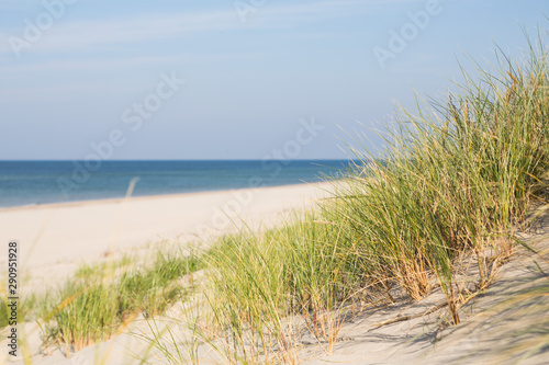 Curonian spit  national park in the Kaliningrad region  the beach of the Baltic Sea