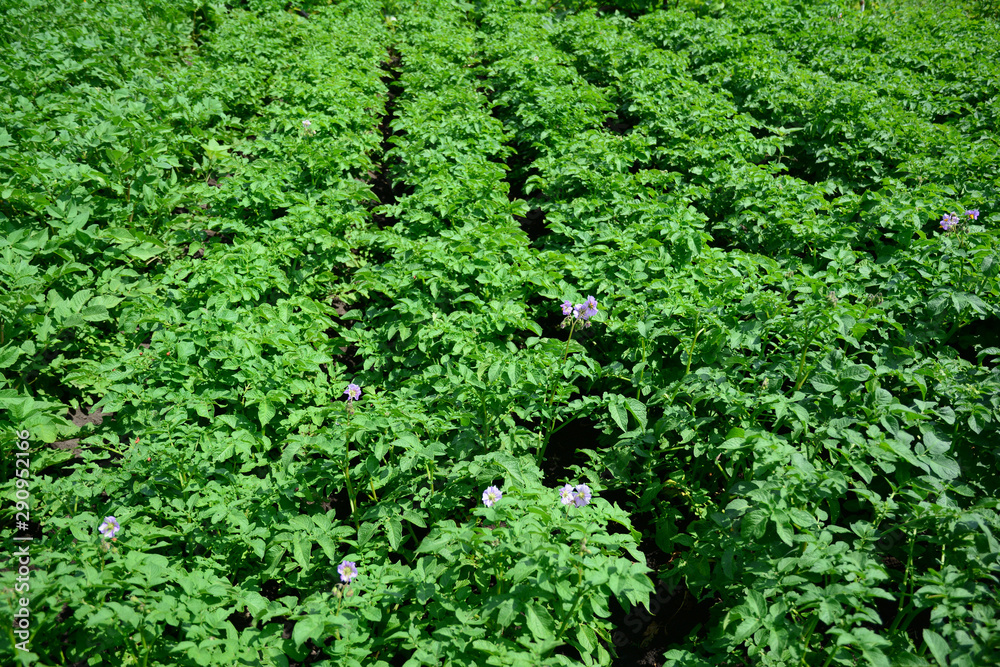 Potato field with potato flowers on potato farm