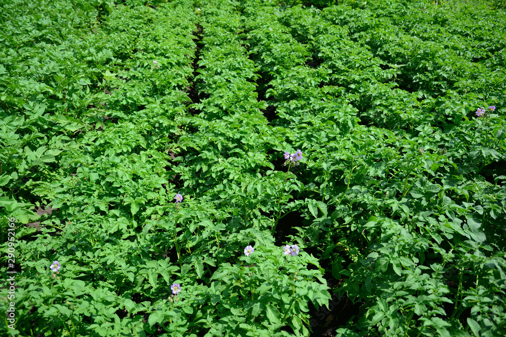 Potato field with potato flowers on potato farm Potato field with potato flowers on potato farm