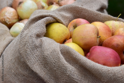 Fresh autumn harvest: ripe garden apples with red sides and onions in rough canvas bags close-up